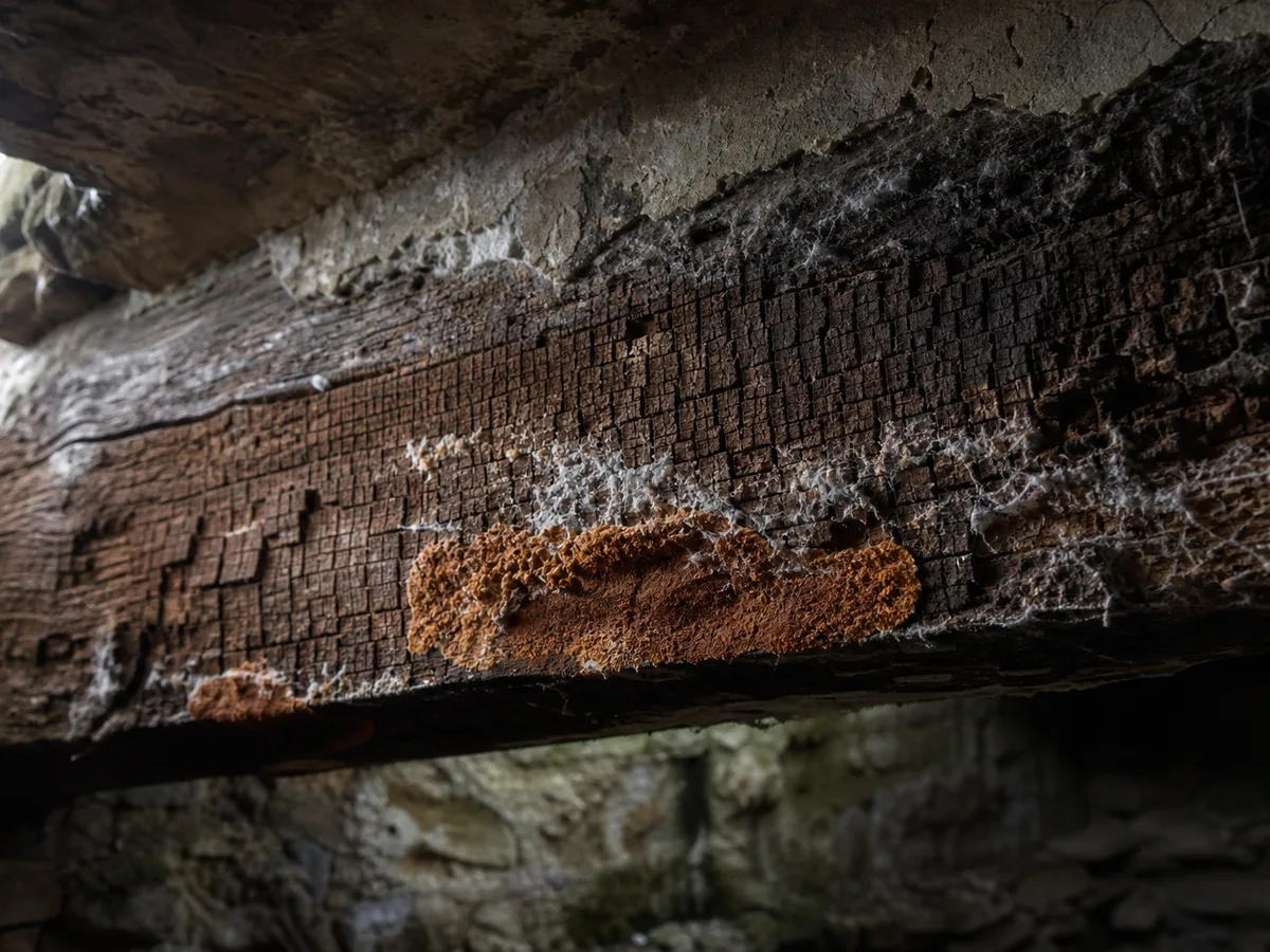Poutre ancienne fendue en cubes, couverte de filaments blancs et d'une fructification rousse : les signes pour reconnaître la mérule dans une cave humide.