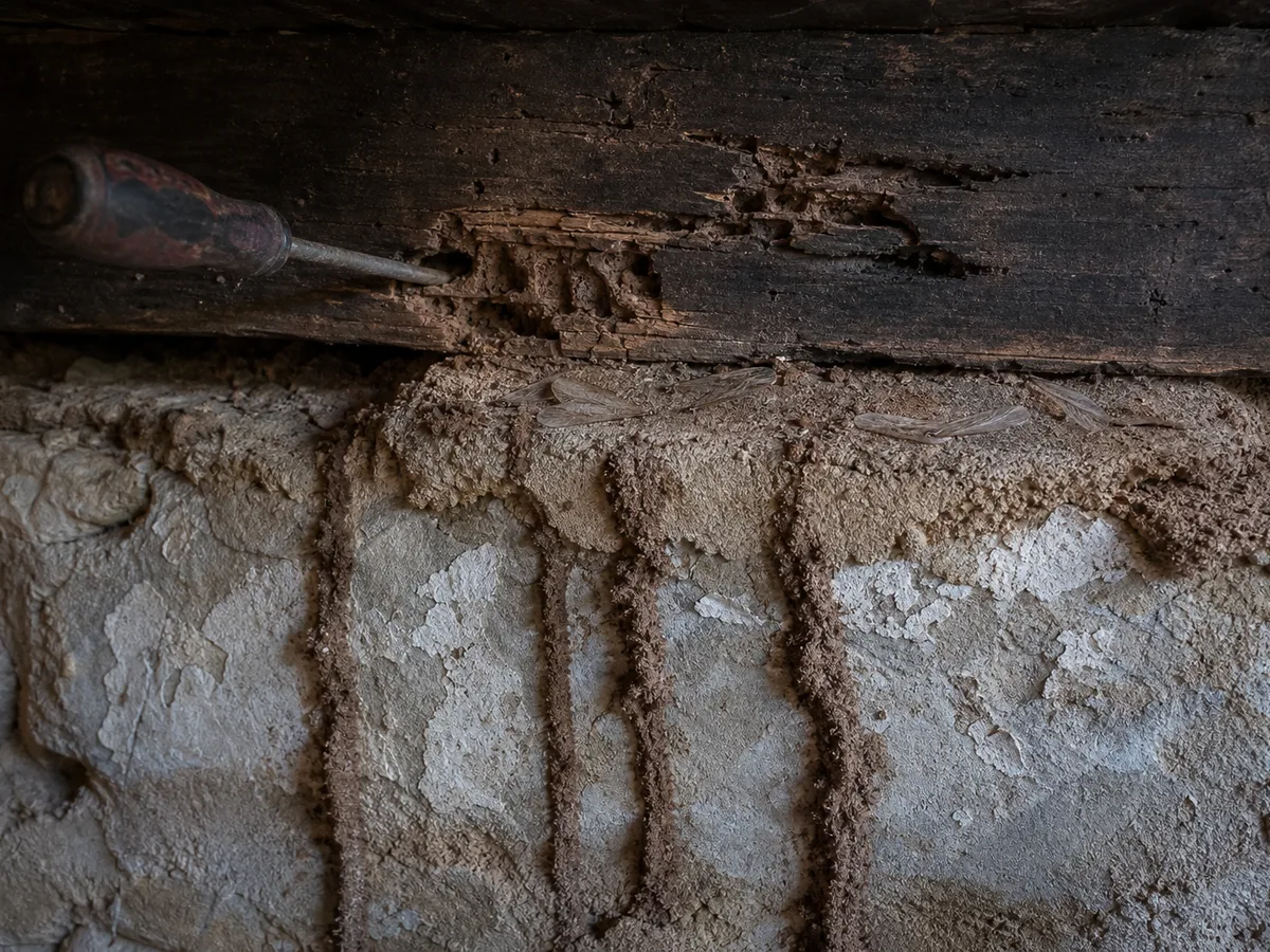Pour reconnaître les termites : cordonnets de terre sur un mur de cave, poutre qui s'effrite sous un tournevis, galeries lisses dans le bois et ailes abandonnées.