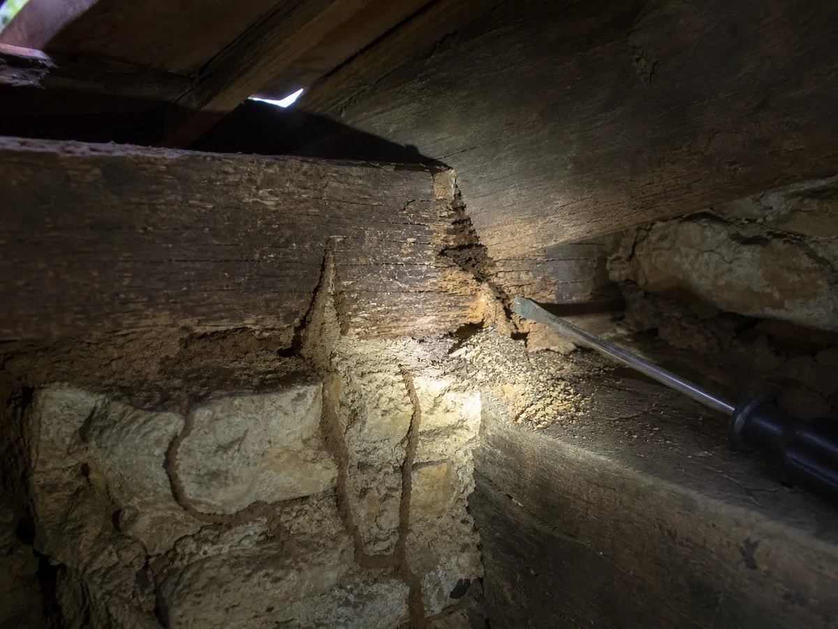 Dans les combles, le faisceau d'une lampe éclaire une pièce de charpente en chêne, appuyée sur un mur de pierre, avec des cordonnets de terre et de la poussière fine au pied du bois.