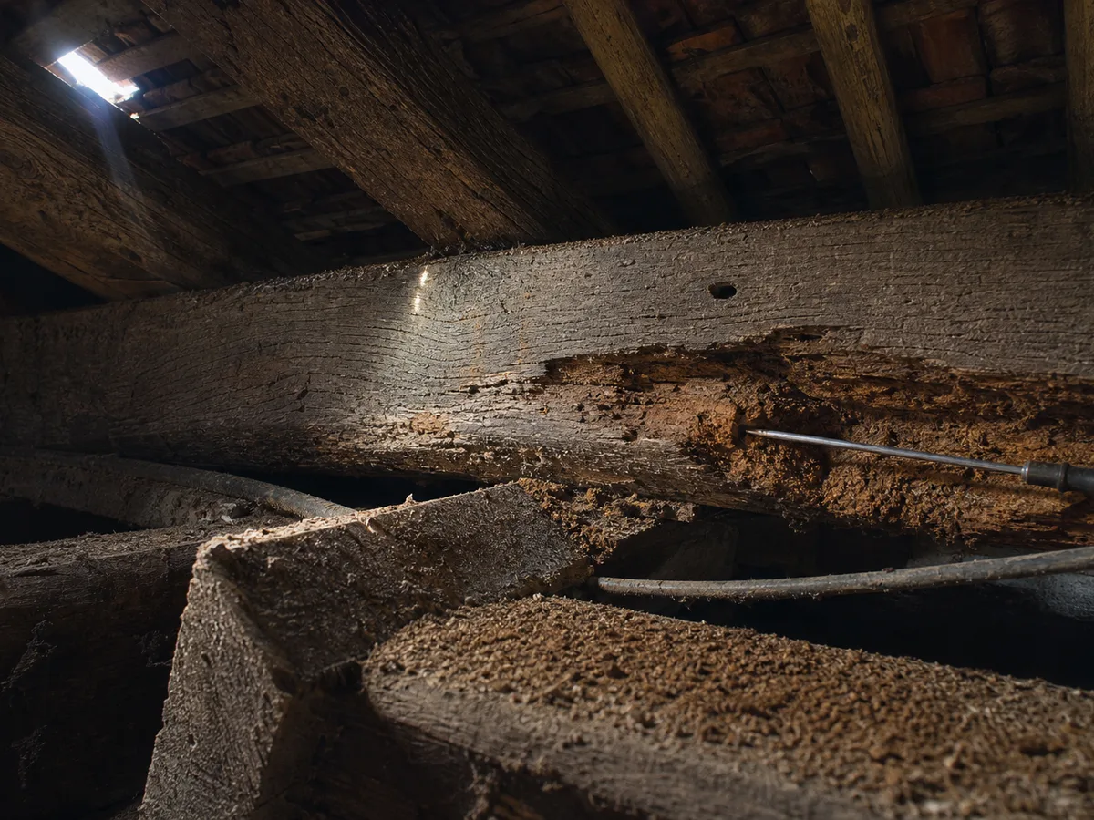 Poutre ancienne de charpente éclairée dans des combles sombres, au bois vermoulu et creusé sous une surface intacte, scène typique d'un contrôle charpente avant achat.